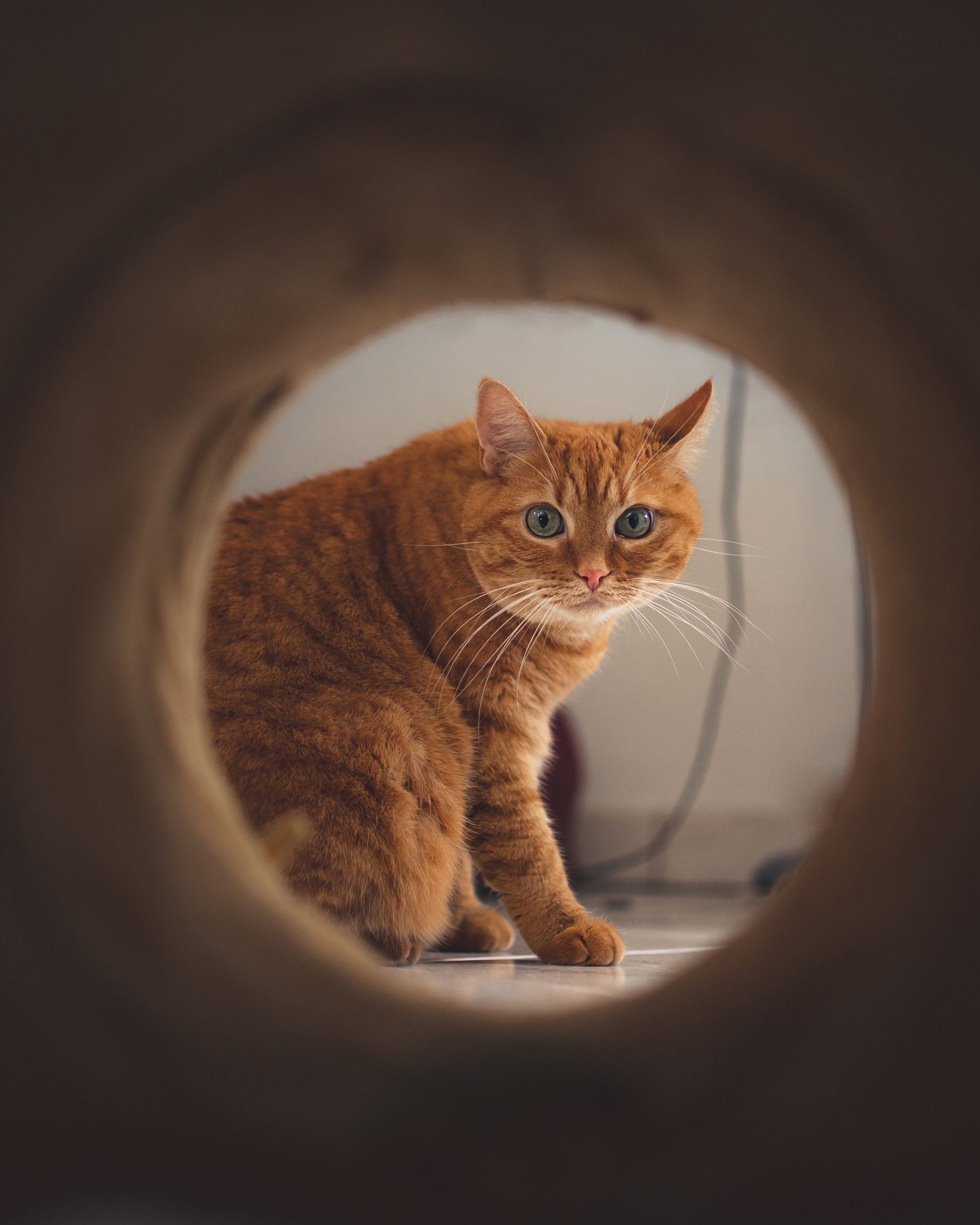 Photographe professionnel Toulouse