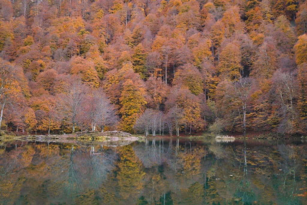 séance photo forêt